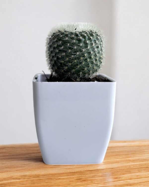 white rebutia in a white pot