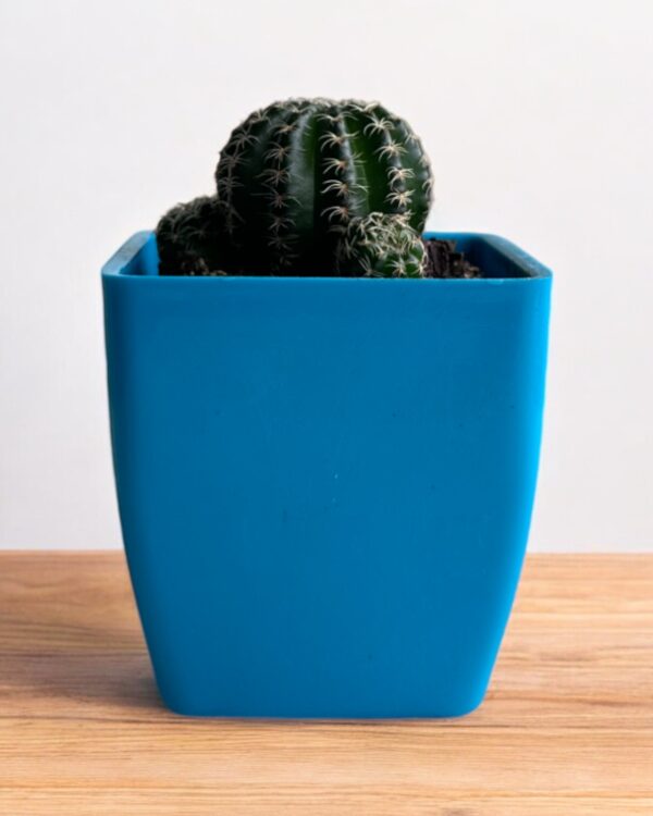 noto cactus in a blue pot