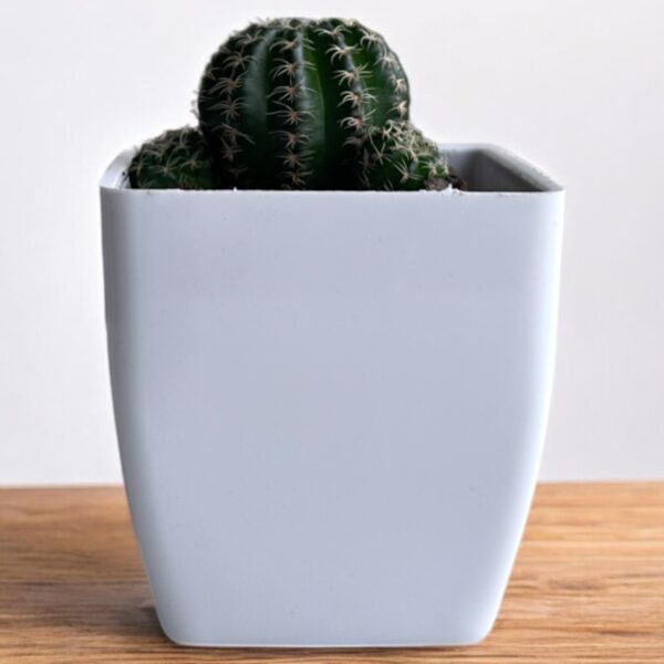 noto cactus in a white pot