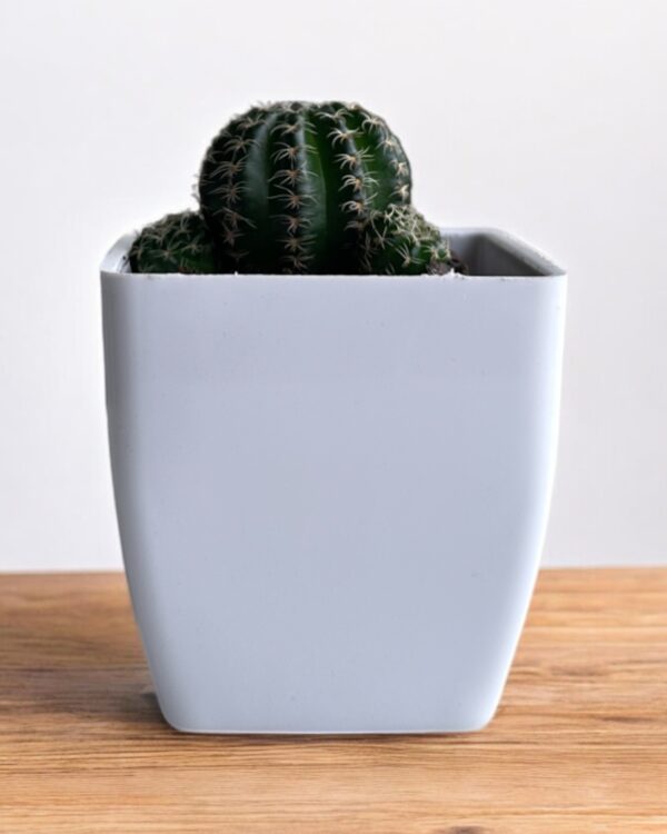 noto cactus in a white pot