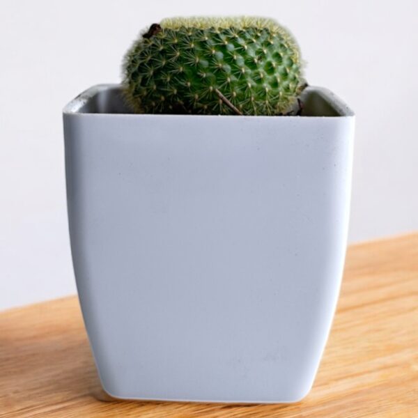 rebutia in a white pot