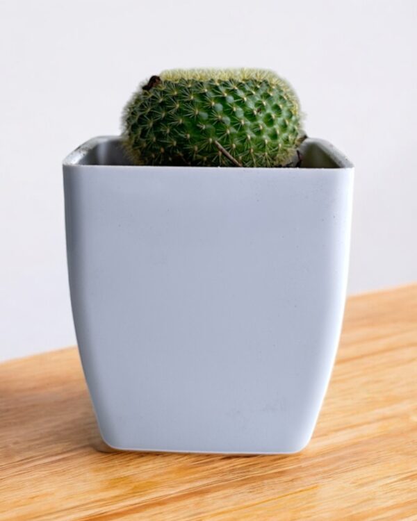 rebutia in a white pot