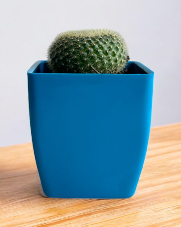 rebutia in a blue pot