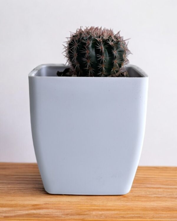 red rebutia on a white pot