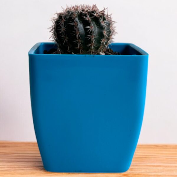 red rebutia on a blue pot