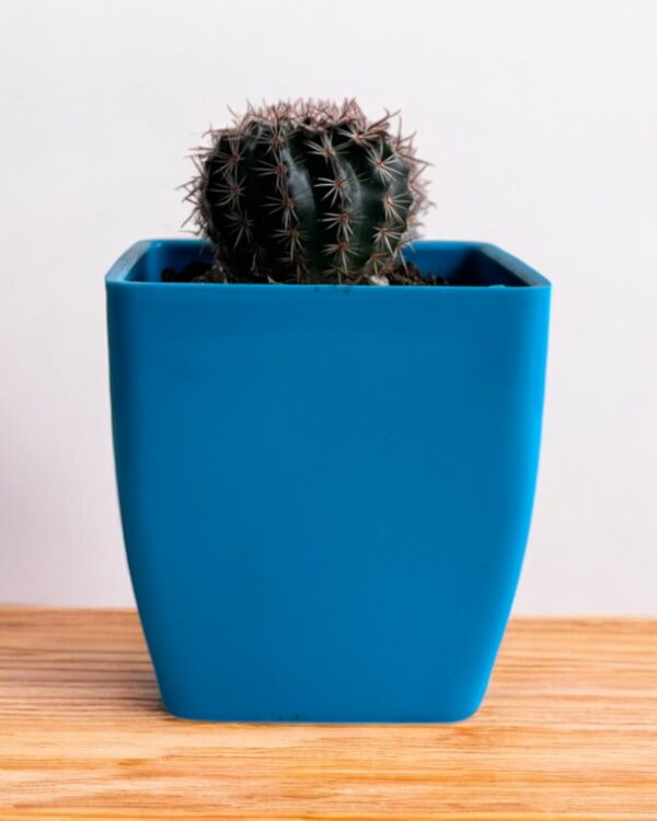 red rebutia on a blue pot