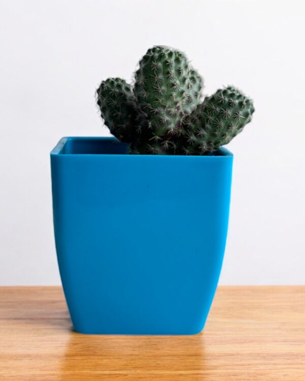 rebutia clumps in a blue pot