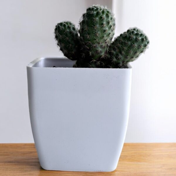 rebutia clumps in a white pot