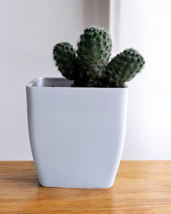 rebutia clumps in a white pot
