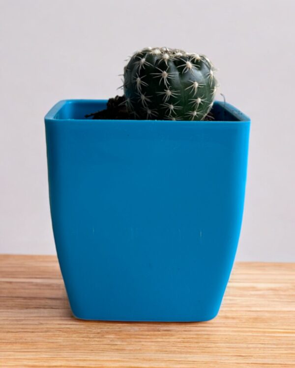purple noto cactus in a blue pot