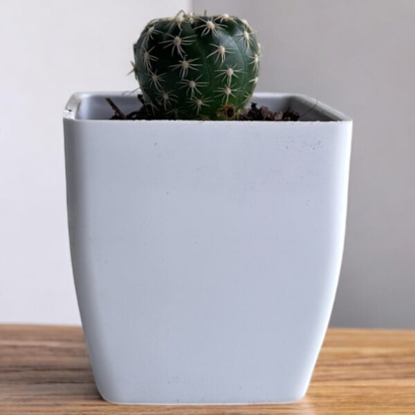 purple noto cactus in a white pot