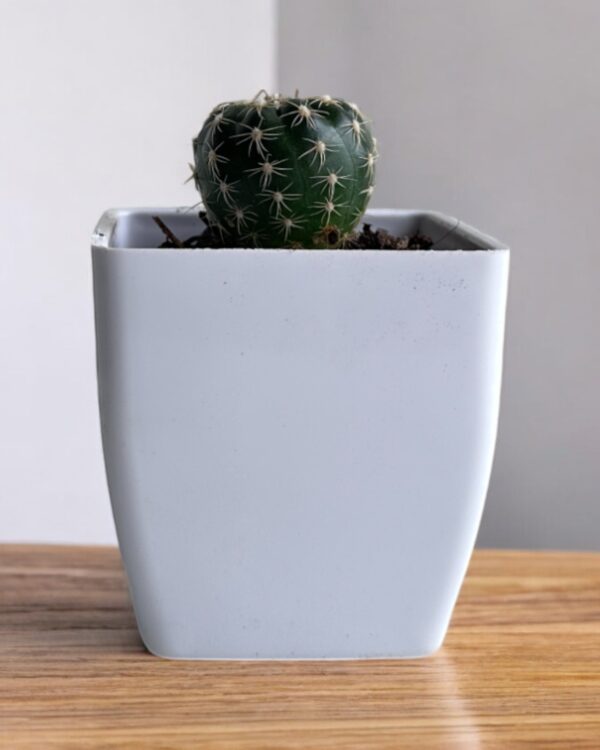 purple noto cactus in a white pot