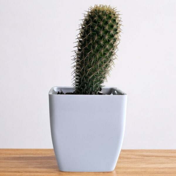semi yellow mammillaria in a white pot
