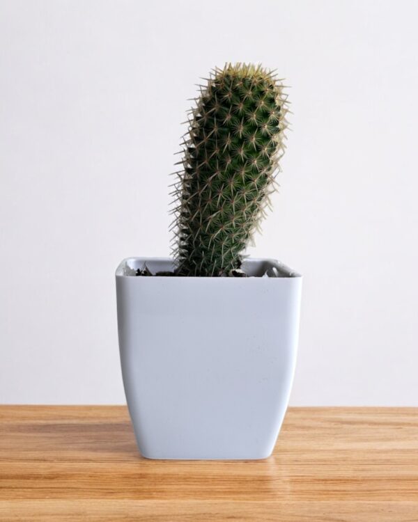 semi yellow mammillaria in a white pot