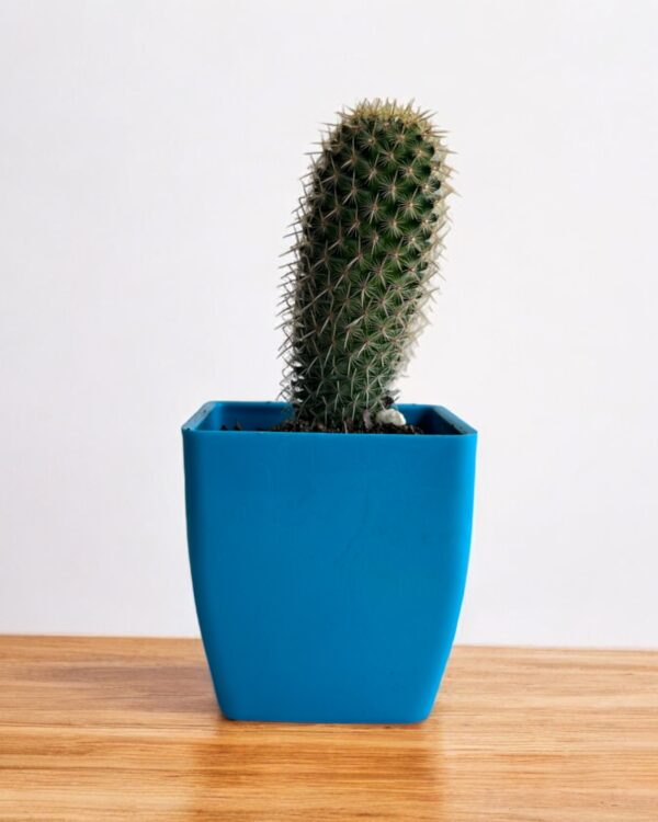 semi yellow mammillaria in a blue pot