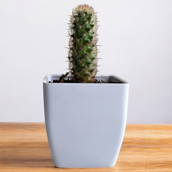copper king elongata in a white pot