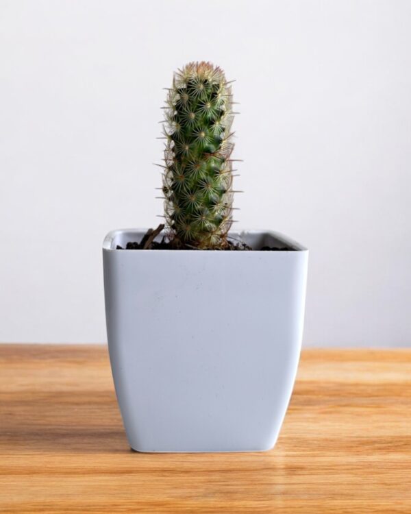 copper king elongata in a white pot