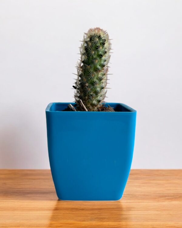 copper king elongata in a blue pot
