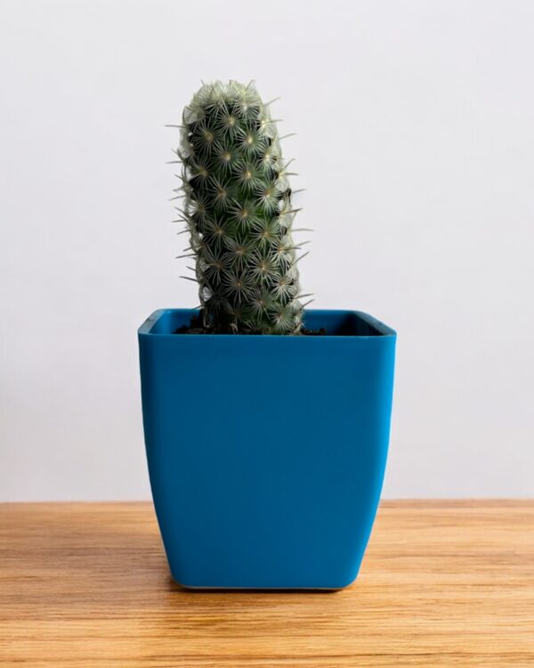 copper king green elongata in a blue pot