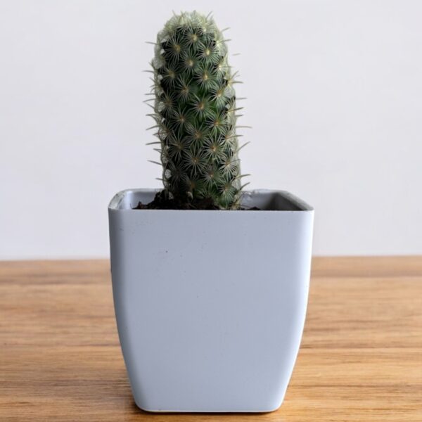 copper king green elongata in a white pot