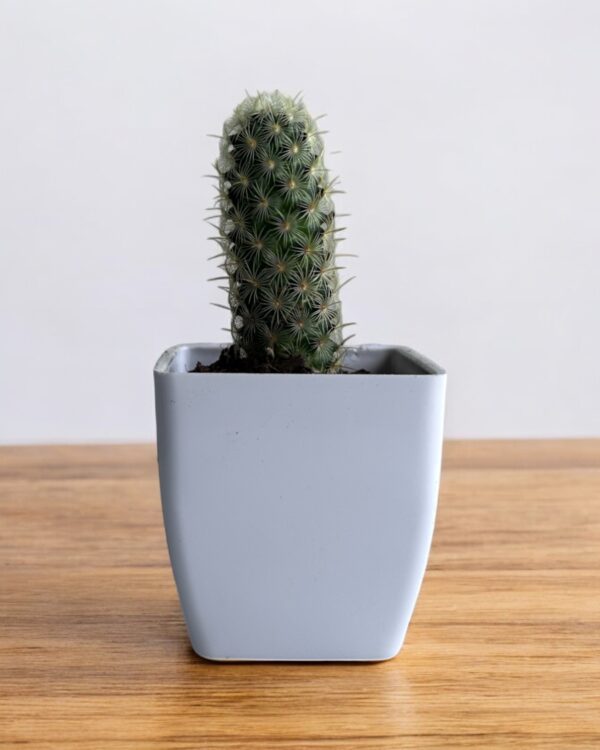 copper king green elongata in a white pot