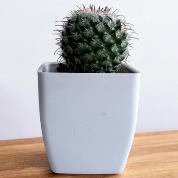 mammillaria bombycina in a white pot