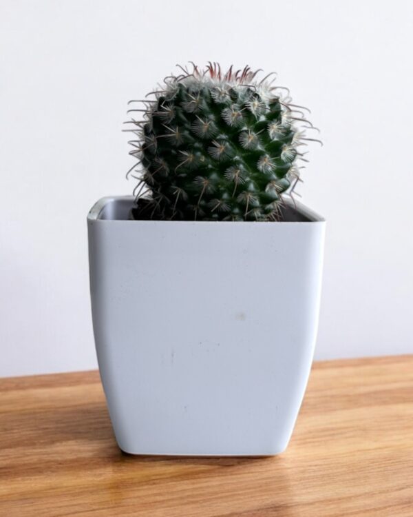 mammillaria bombycina in a white pot