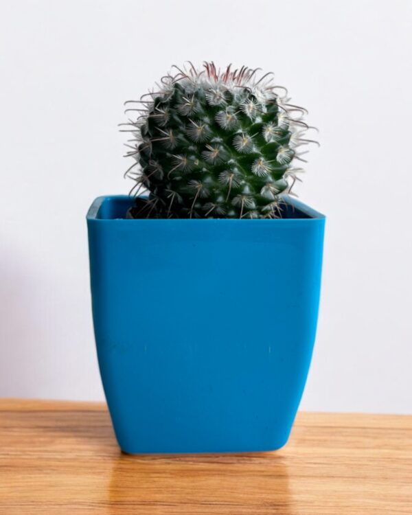 mammillaria bombycina in a blue pot