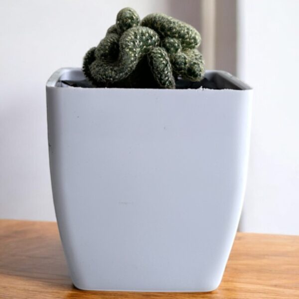 crested yellow in a white pot