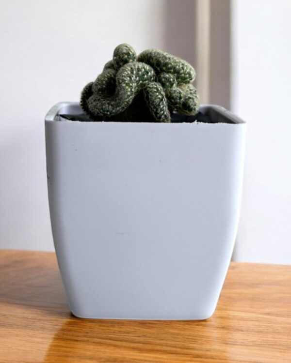 crested yellow in a white pot