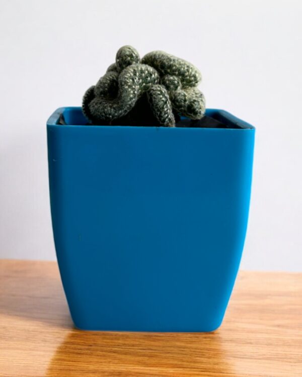 crested yellow in a blue pot