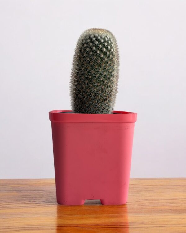 mammillaria in a red pot