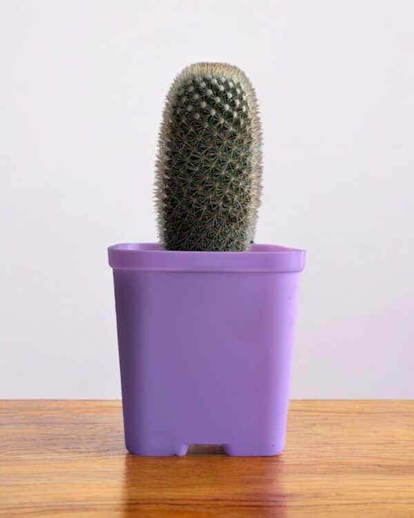 mammillaria in a purple pot