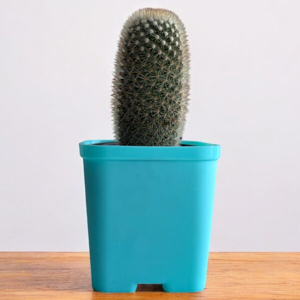 mammillaria in a blue pot