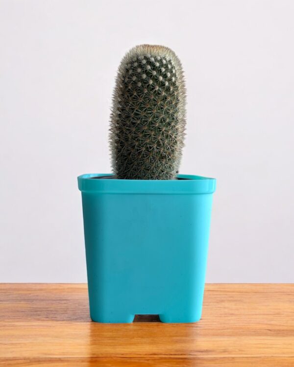 mammillaria in a blue pot