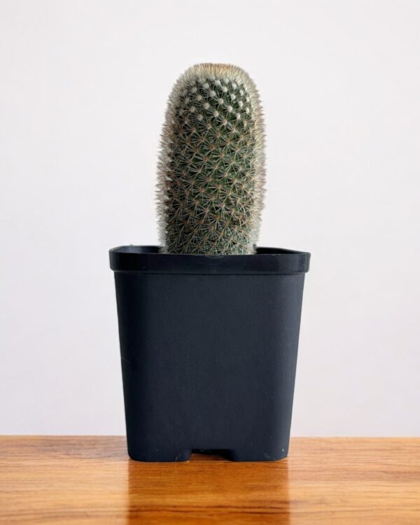 mammillaria in a black pot