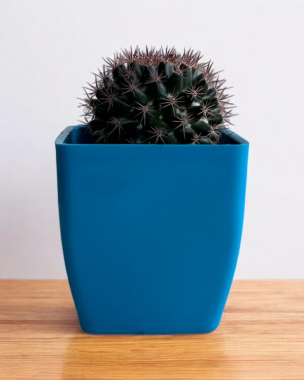 red noto in a blue pot