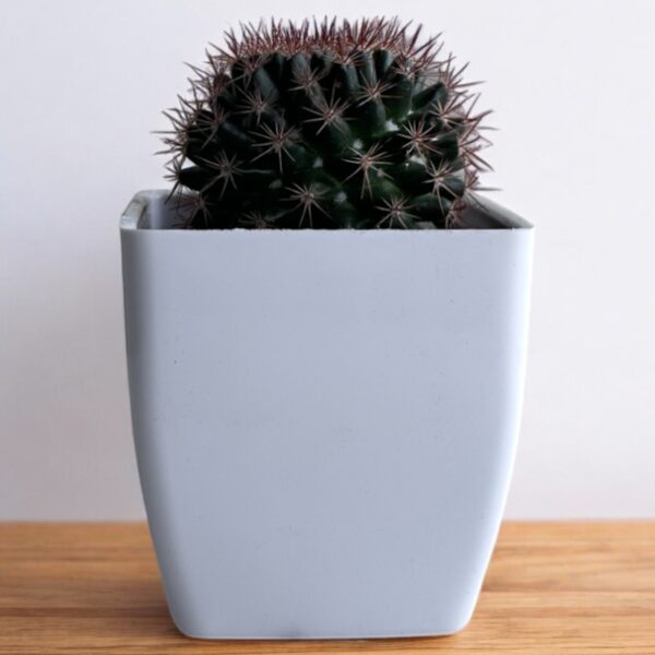 red noto in a white pot