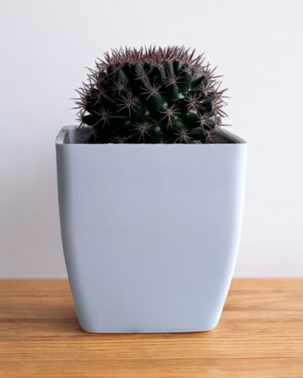 red noto in a white pot