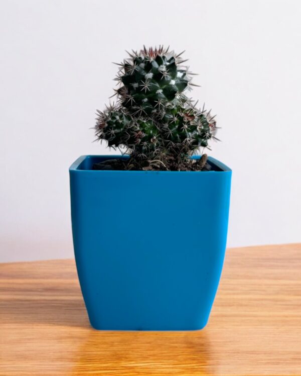 black cactus in a blue pot