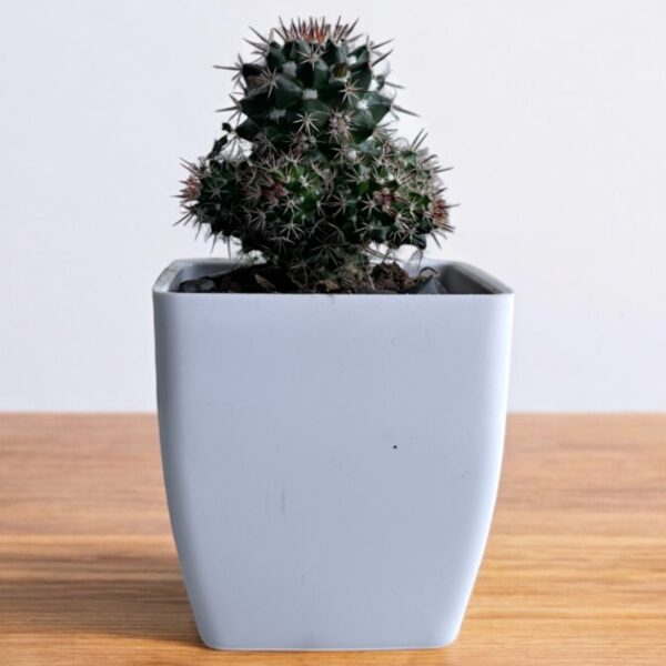 black cactus in a white pot
