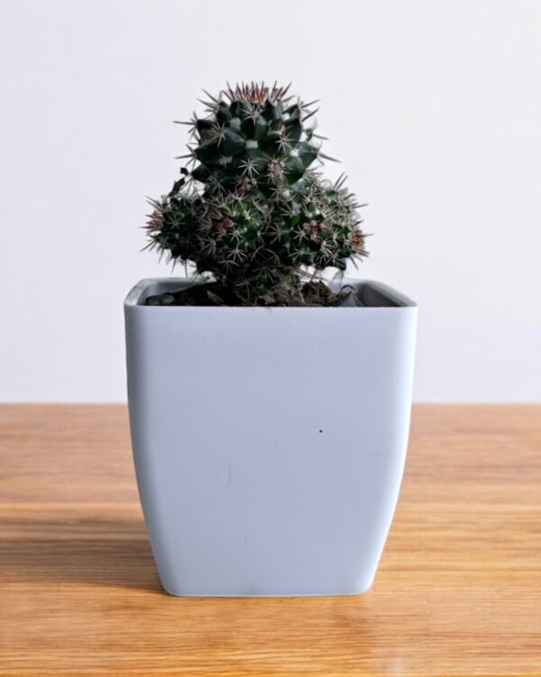black cactus in a white pot