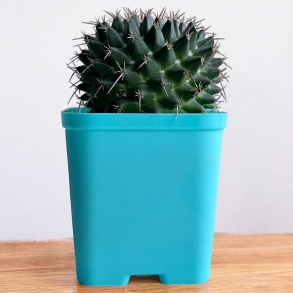 mammillaria compresssa in a blue pot