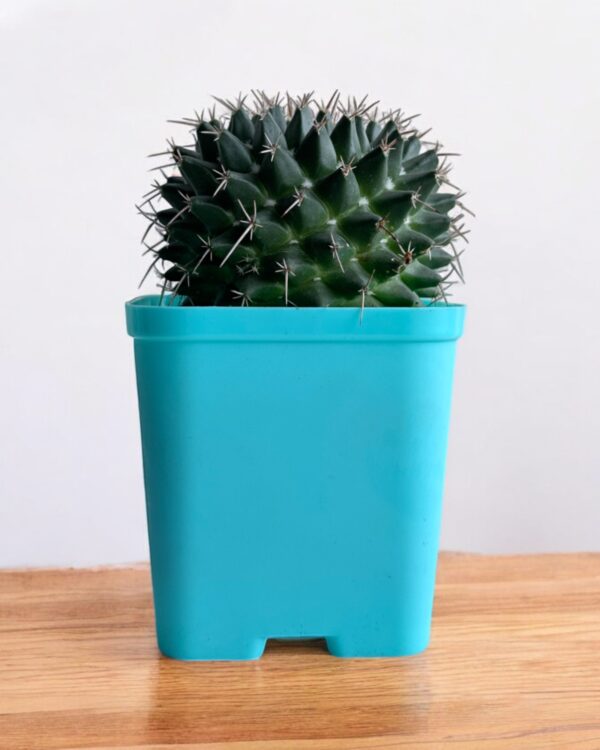 mammillaria compresssa in a blue pot