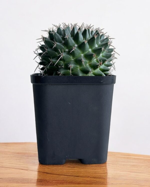 mammillaria compresssa in a black pot