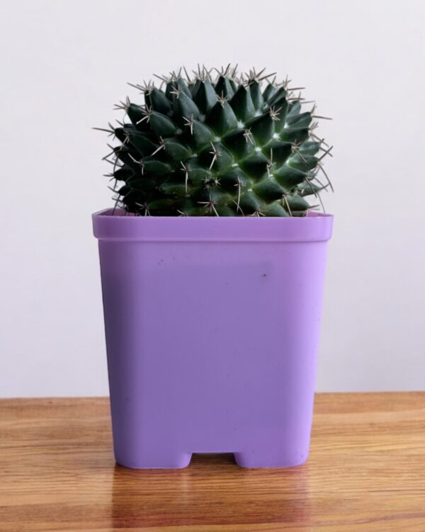 mammillaria compresssa in a purple pot