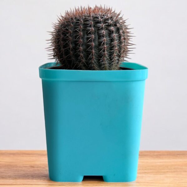 red noto cactus in a blue pot