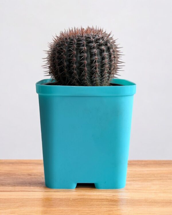 red noto cactus in a blue pot