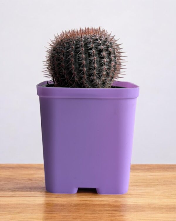 red noto cactus in a purple pot