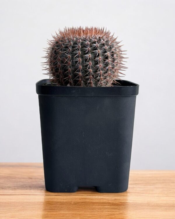 red noto cactus in a black pot